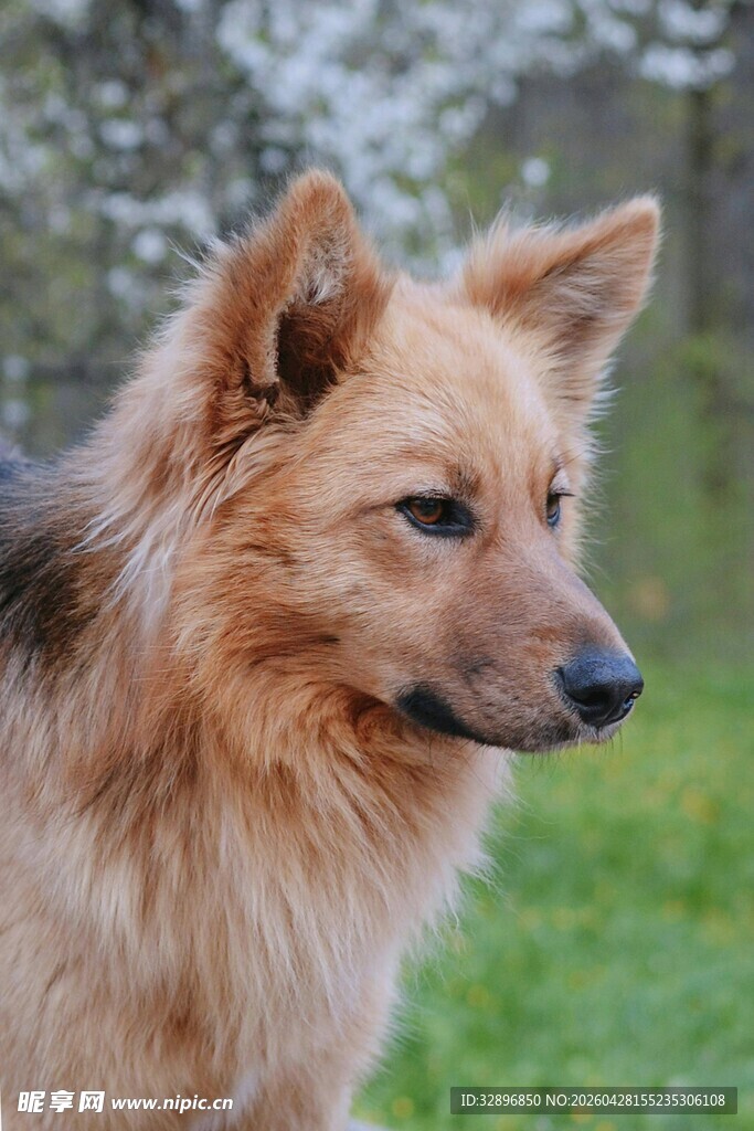 棕色长毛犬户外侧颜
