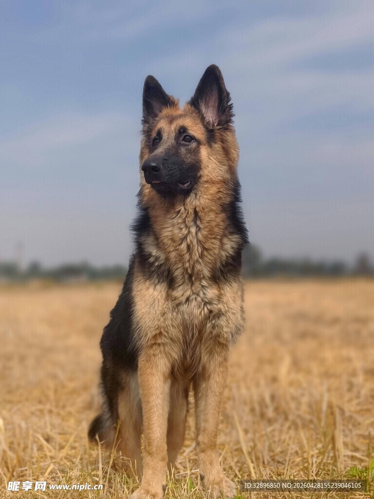 德国牧羊犬站立金黄田野