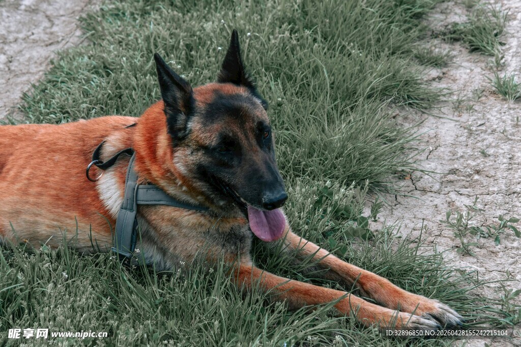 草地上的可爱马犬