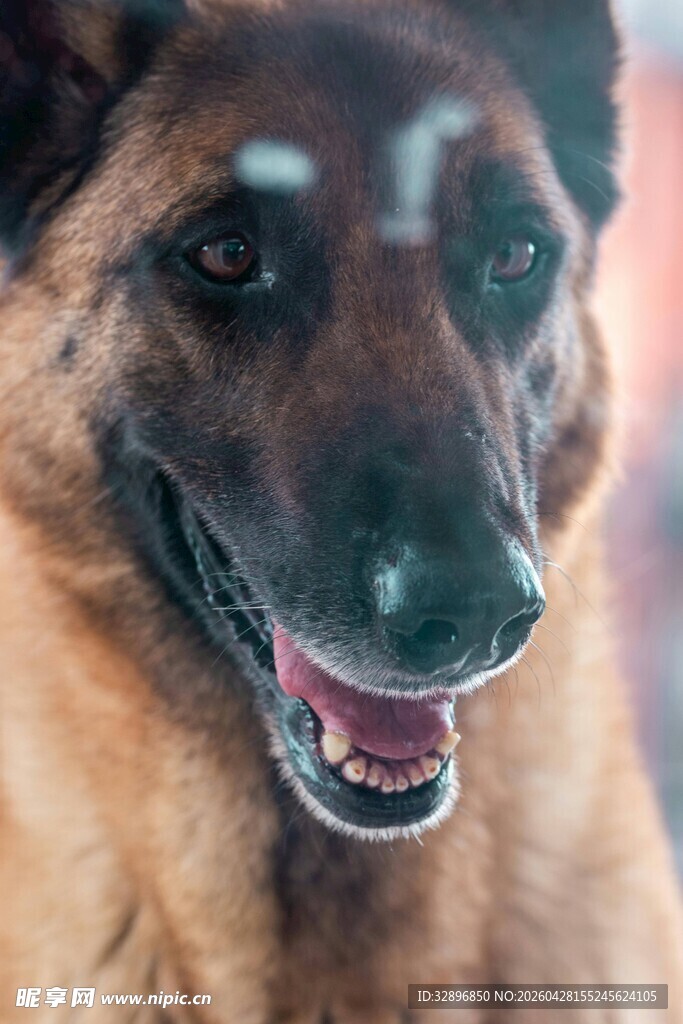 可爱棕色犬的开心瞬间