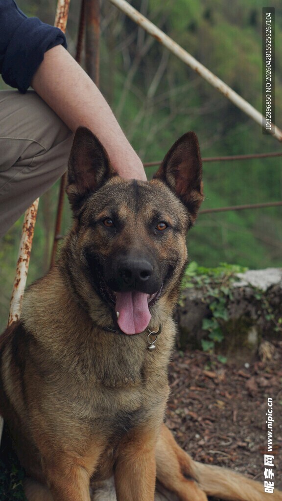 抚摸下的帅气马犬