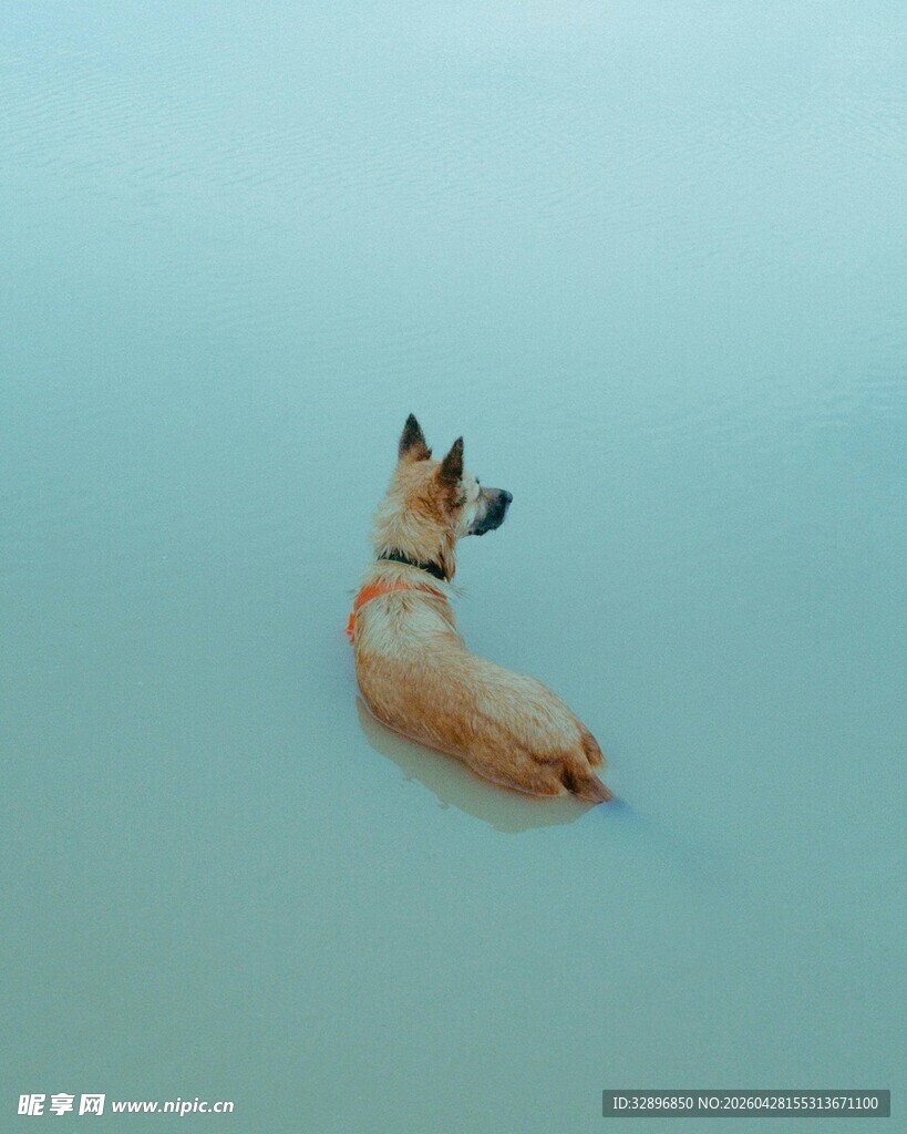 水中休憩的小鹿