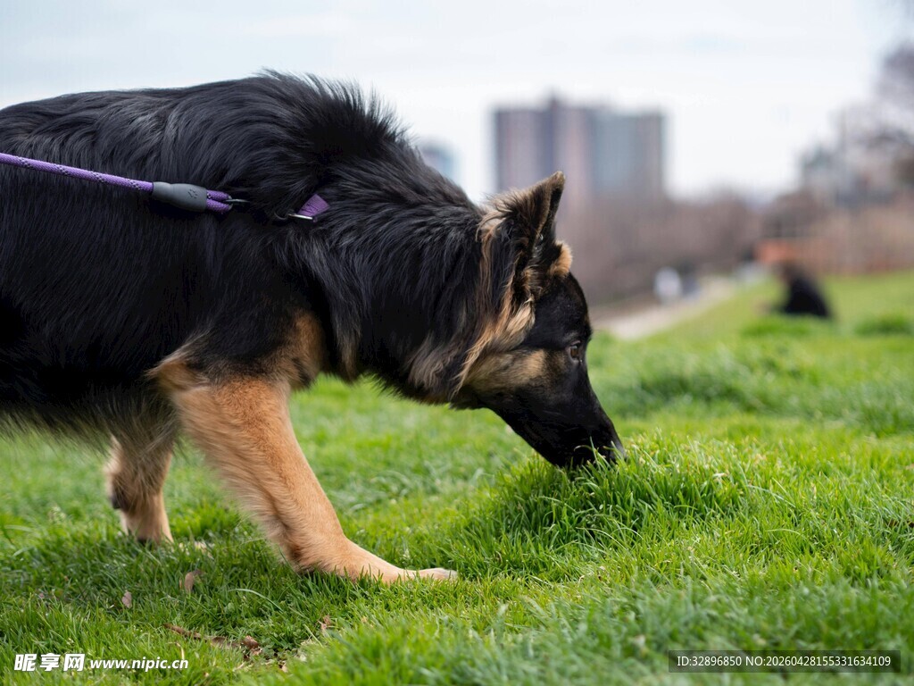 德国牧羊犬嗅闻草地