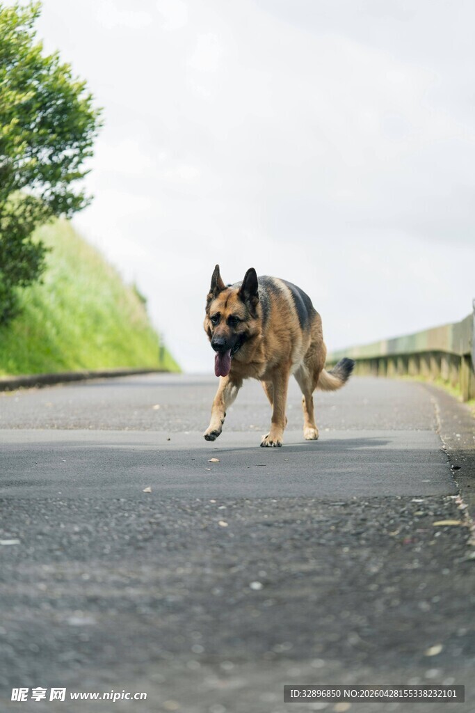 公路上奔跑的德国牧羊犬