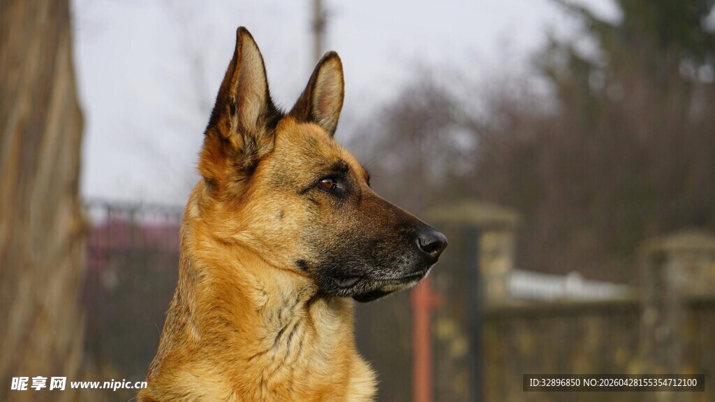 德国牧羊犬户外侧颜