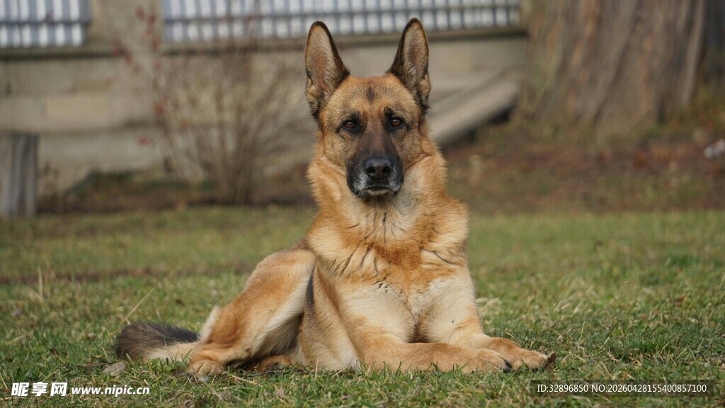 德国牧羊犬悠闲趴于草地