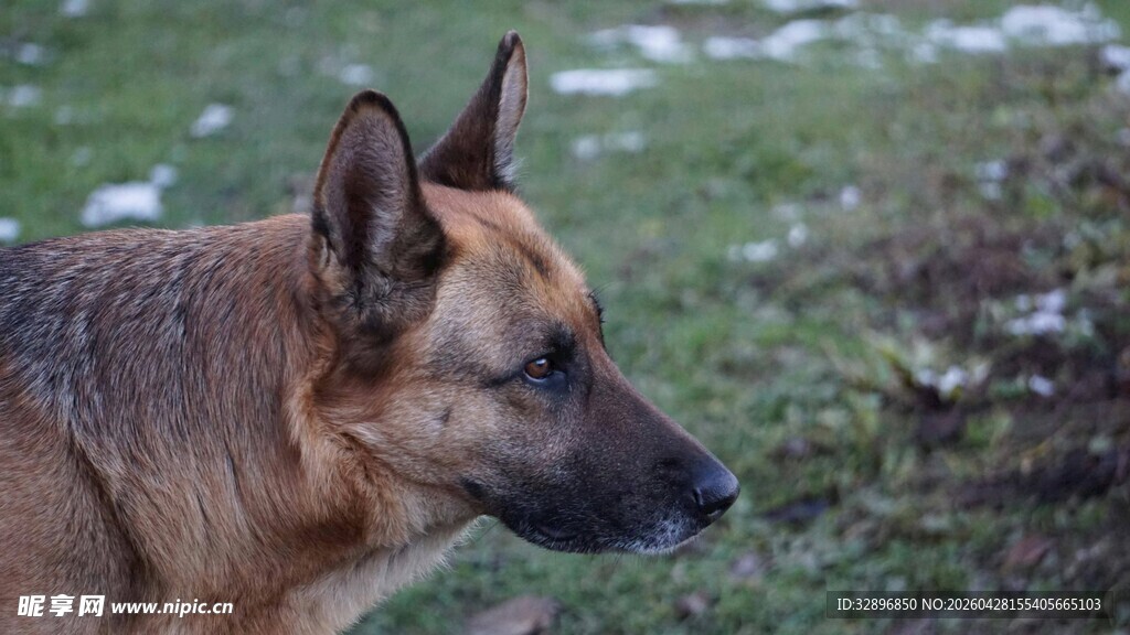 德国牧羊犬户外侧影