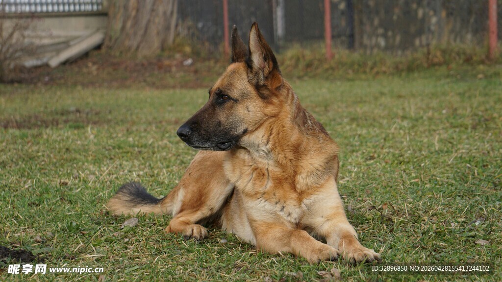 德国牧羊犬悠闲躺于草地