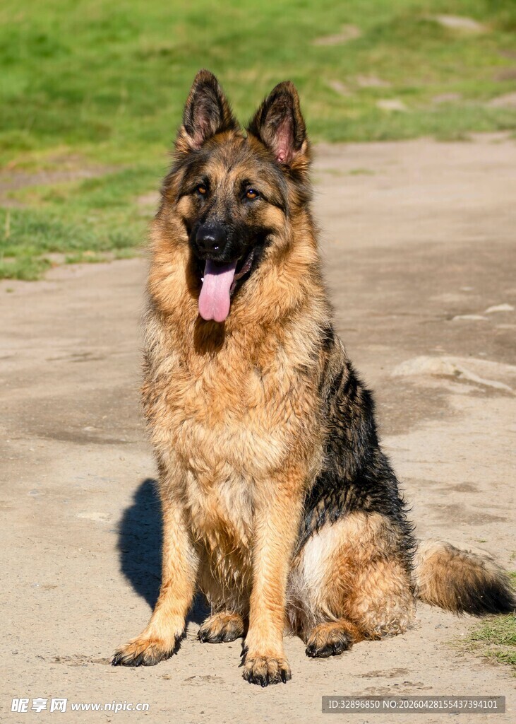 德国牧羊犬户外可爱模样