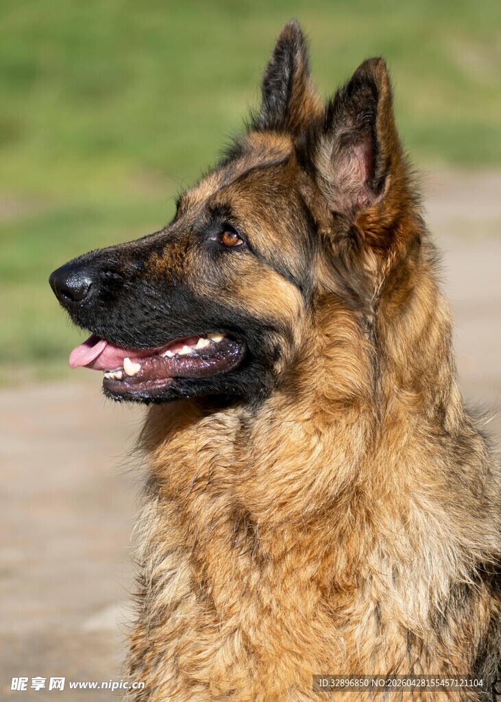 德国牧羊犬特写