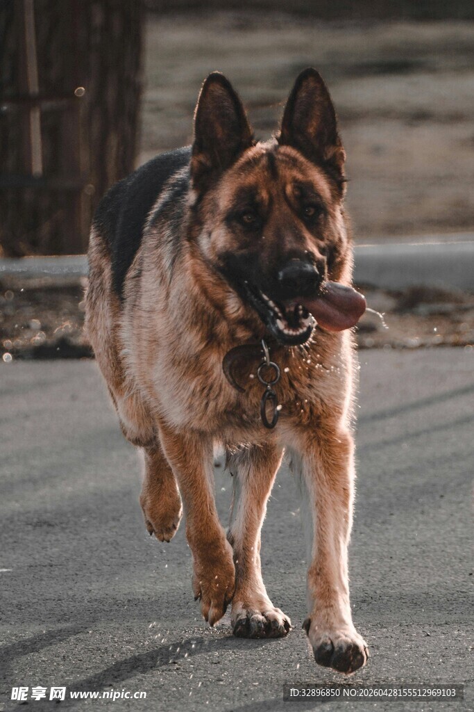 奔跑的德国牧羊犬