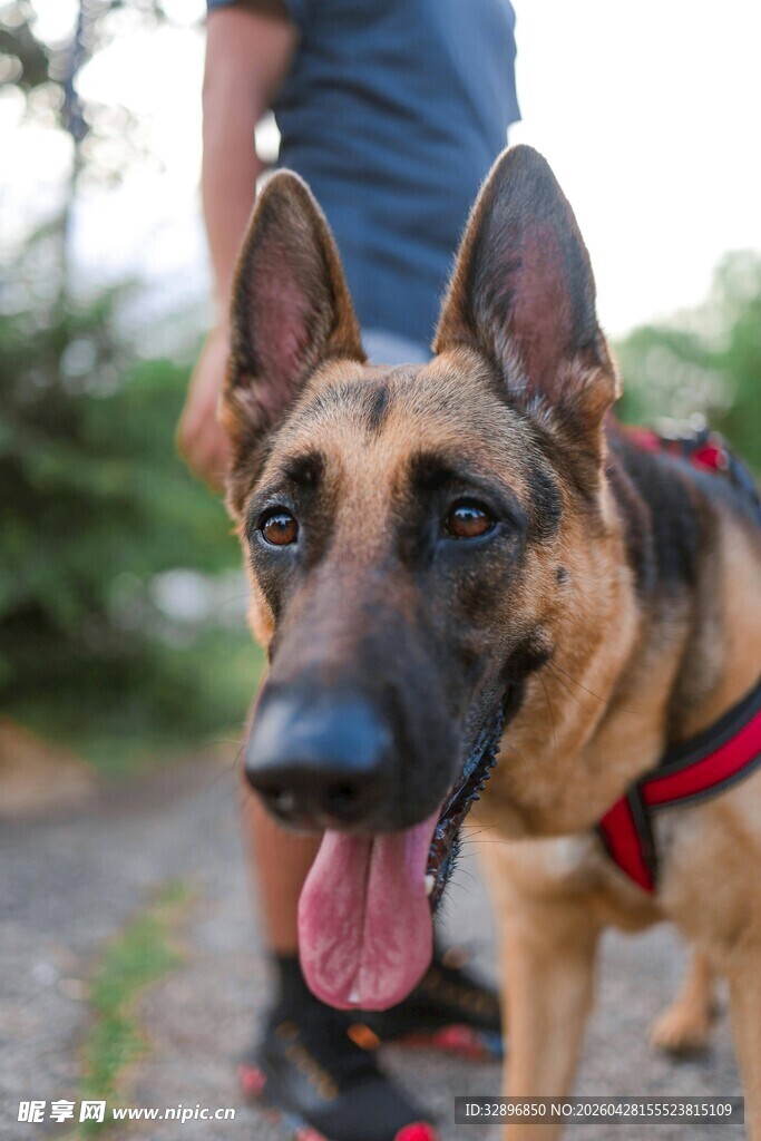 可爱德国牧羊犬户外吐舌