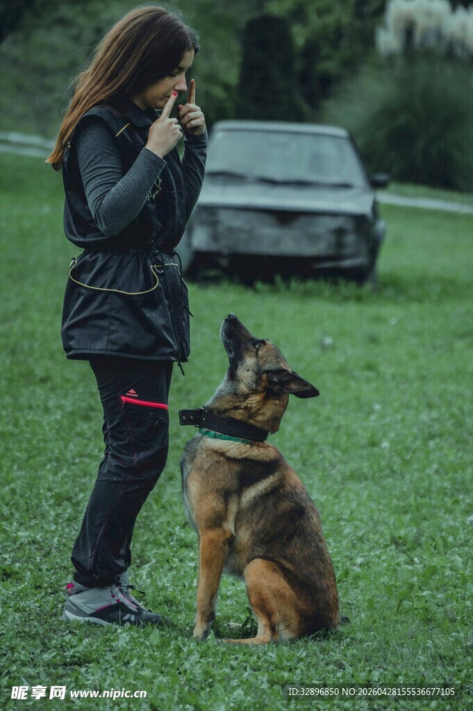 女子训练德国牧羊犬画面