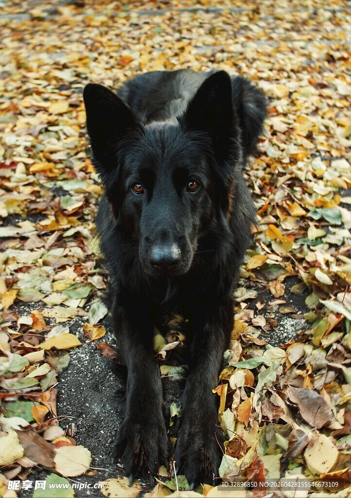 秋日黑犬漫步落叶间