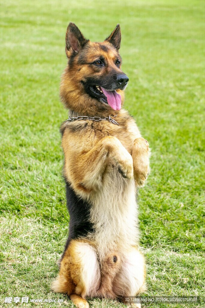 德国牧羊犬站立在草地上