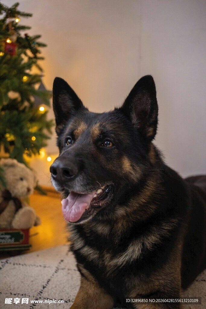圣诞树下的德国牧羊犬