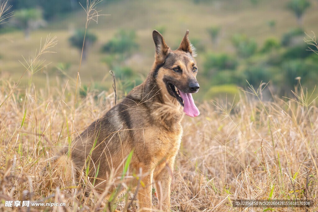 田野中的德国牧羊犬
