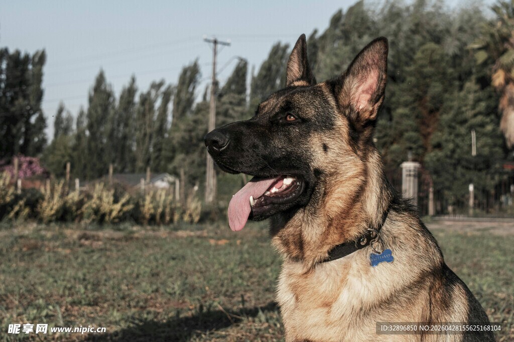 德国牧羊犬户外吐舌照