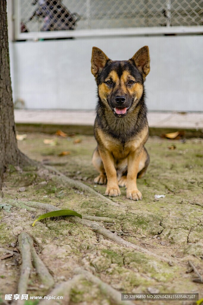 可爱德国牧羊犬蹲坐