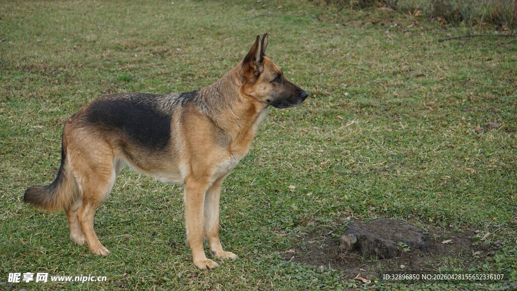 站立的德国牧羊犬