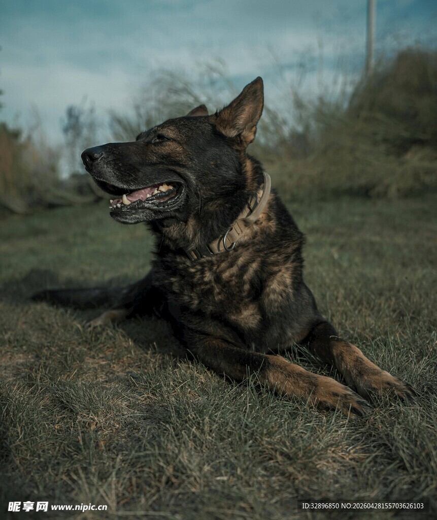 草地休憩的德国牧羊犬