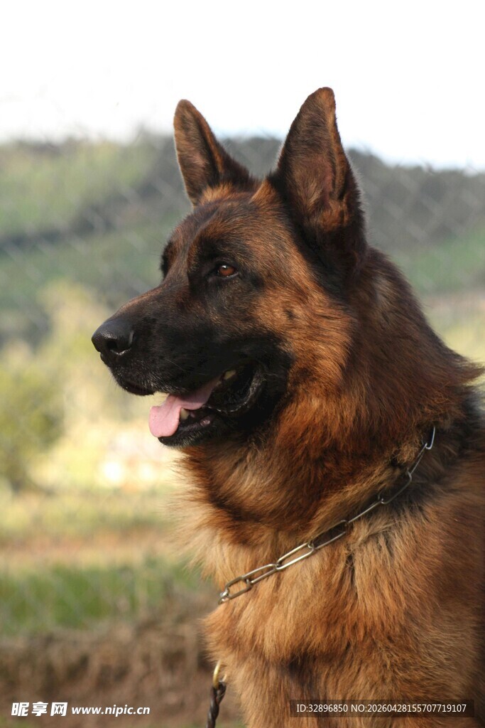 帅气德国牧羊犬户外影像