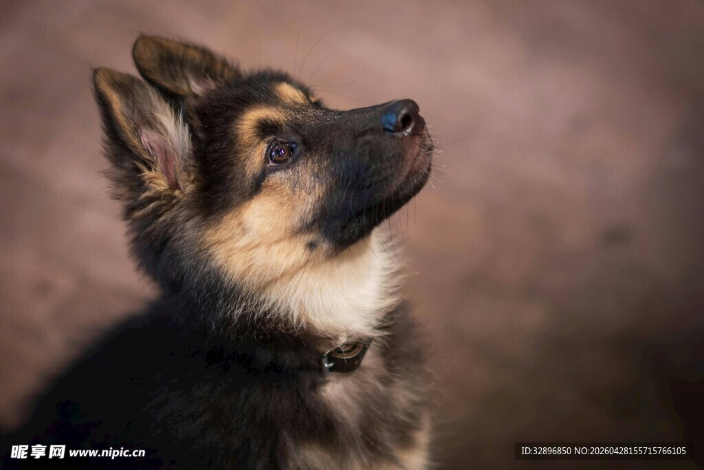 可爱幼犬仰头凝视