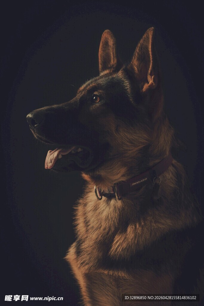威武德国牧羊犬特写