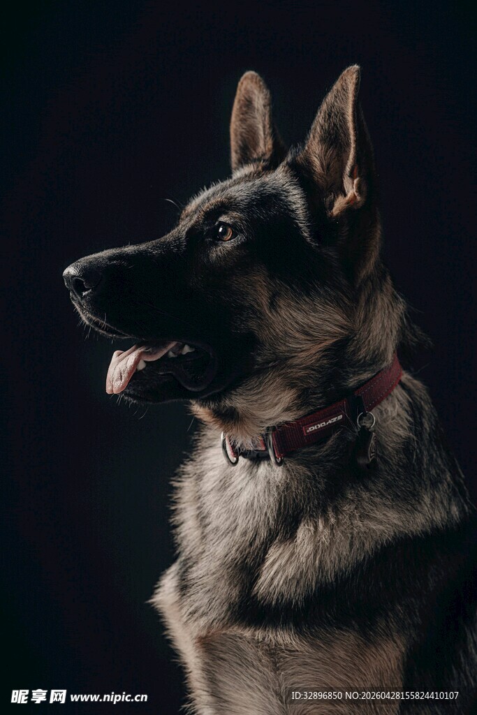 帅气德国牧羊犬特写