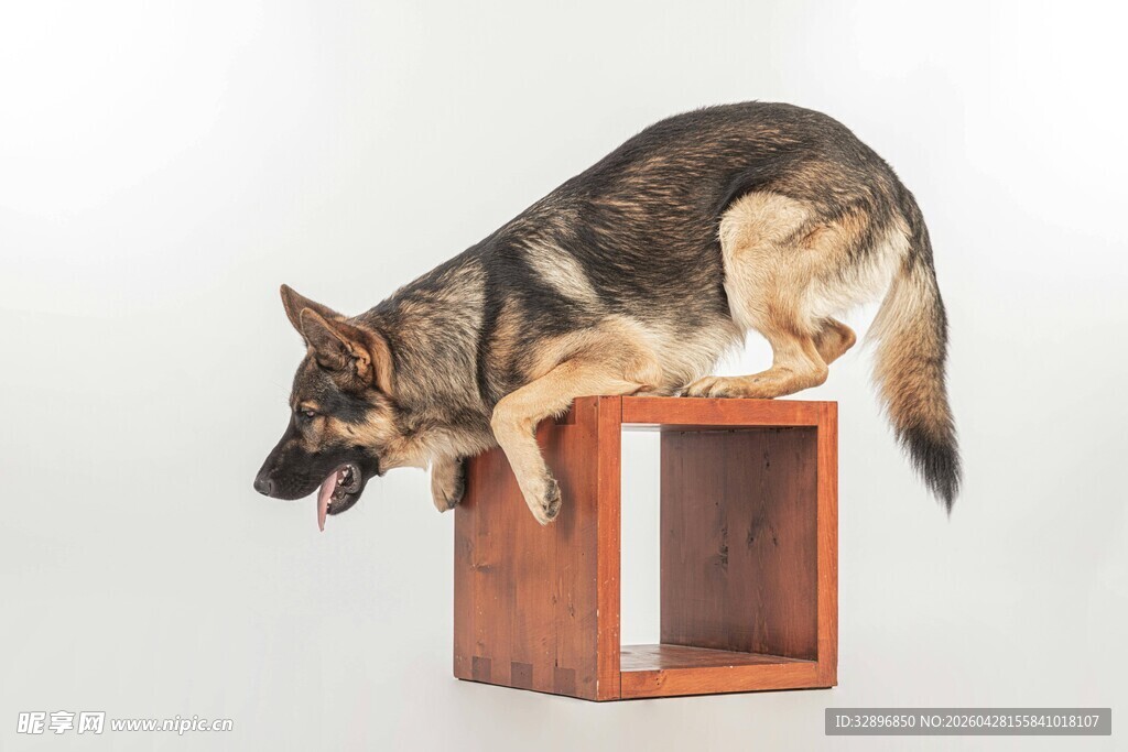 德国牧羊犬站立于木架上
