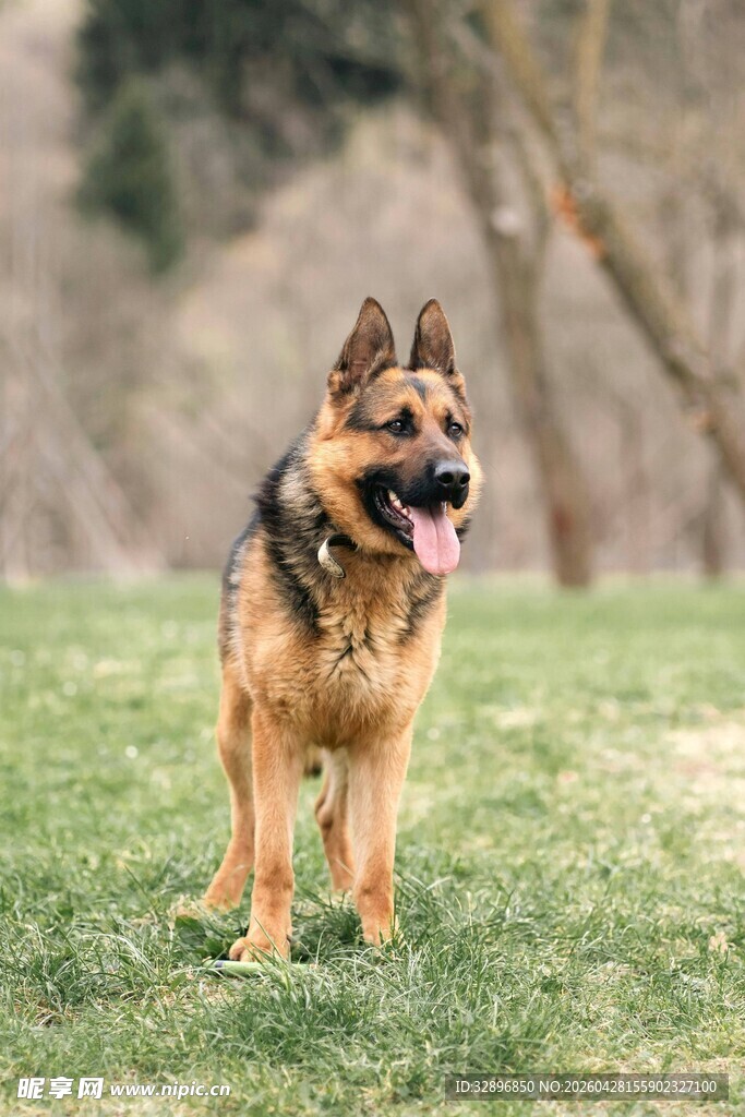 草地中的德国牧羊犬