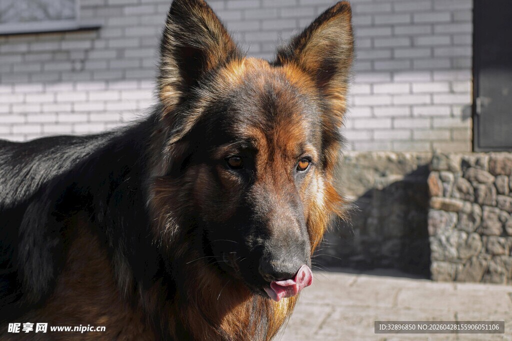 帅气德国牧羊犬户外照