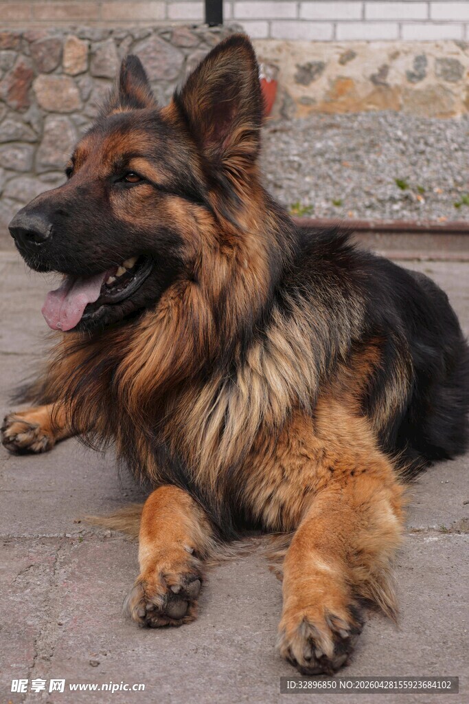 趴卧的帅气德国牧羊犬