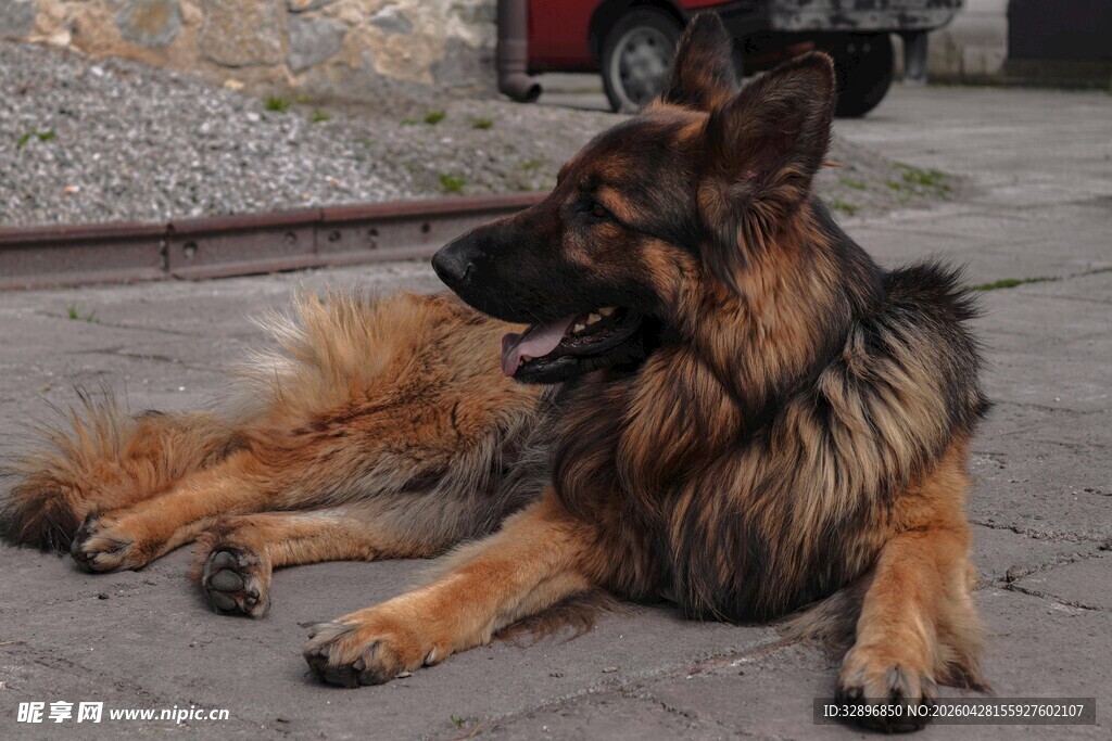 趴卧的德国牧羊犬