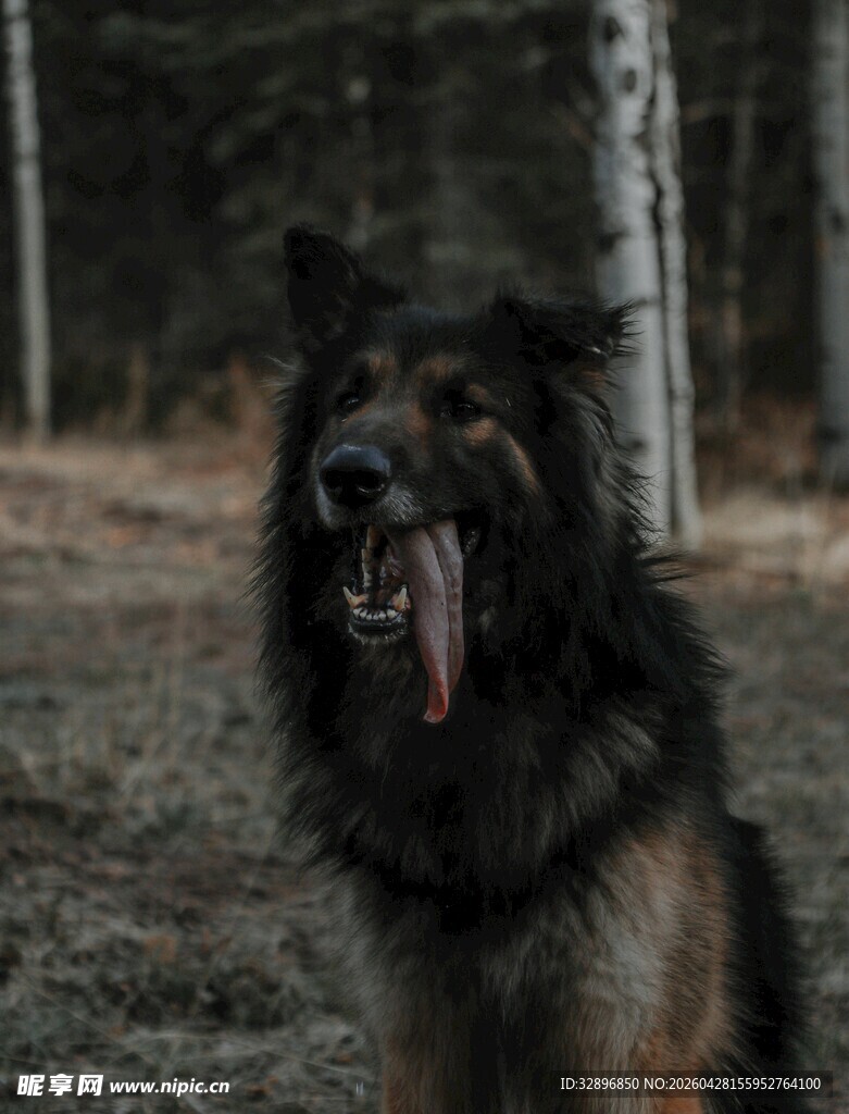 森林中吐舌的长毛大狗