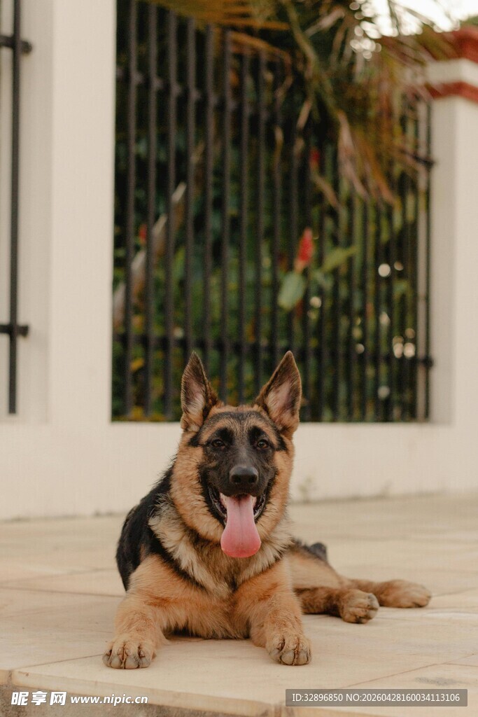 趴卧的德国牧羊犬