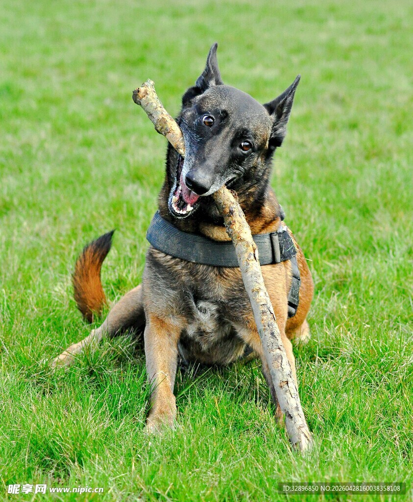 警犬叼棍坐于绿草地