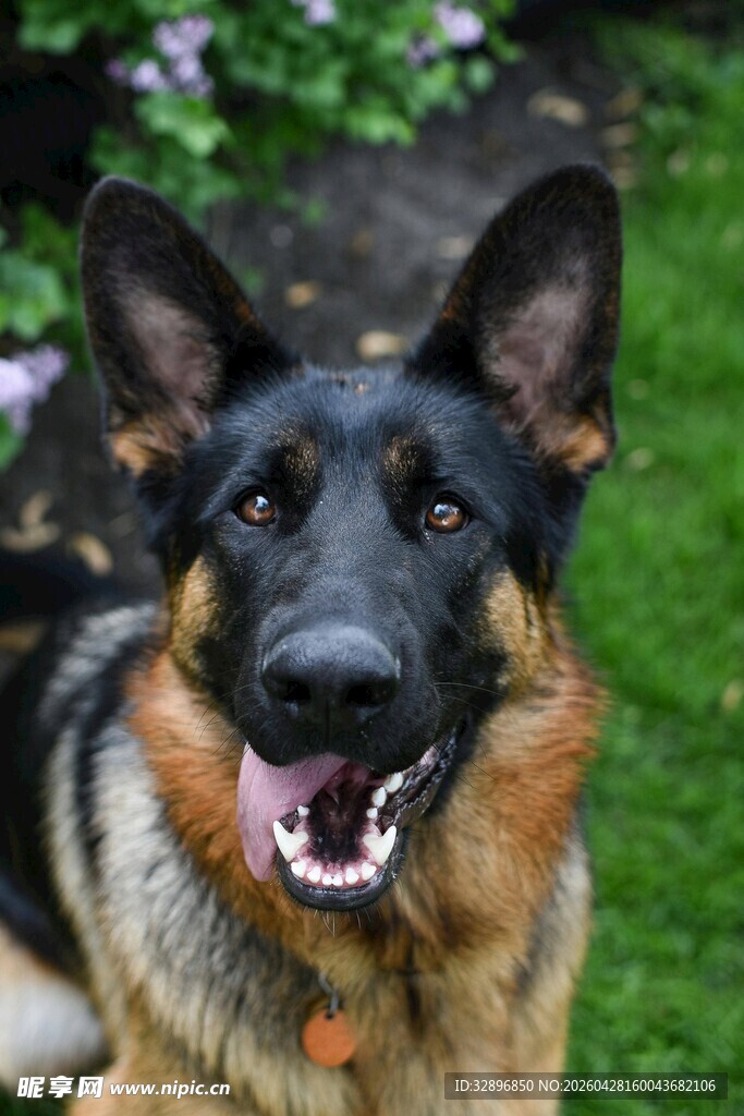 可爱德国牧羊犬惬意趴草地