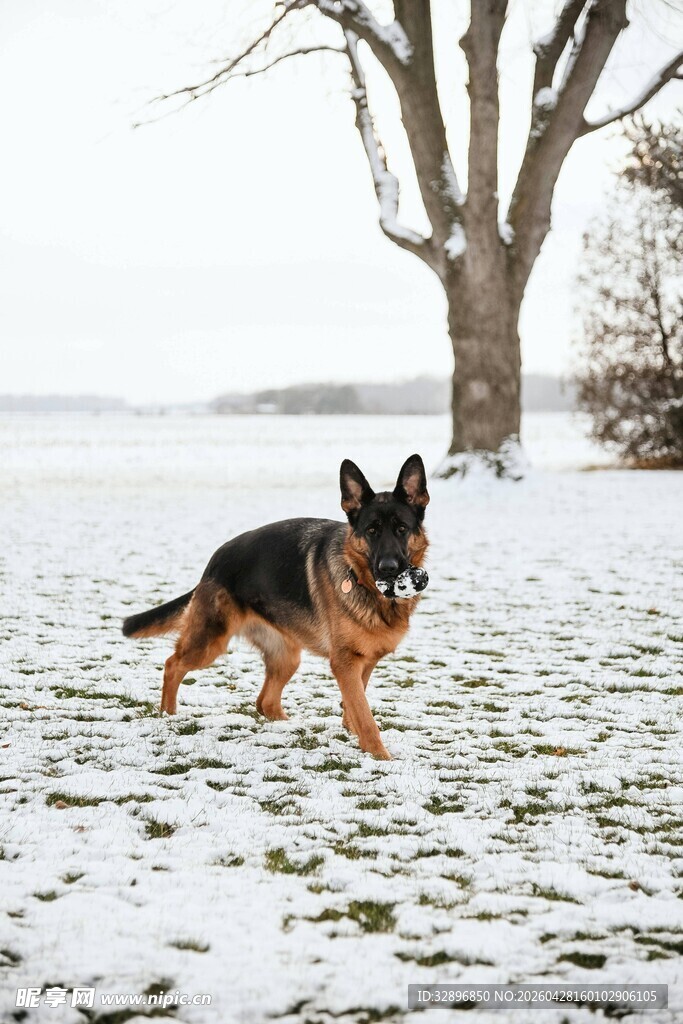雪地中奔跑的德国牧羊犬