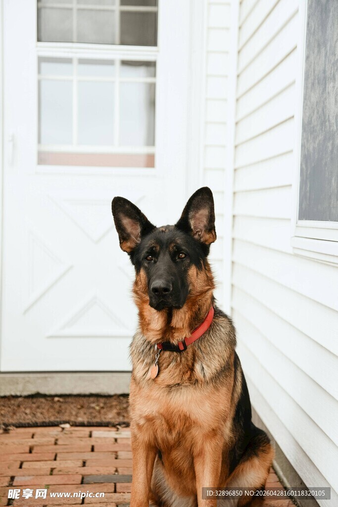 门前德国牧羊犬静坐