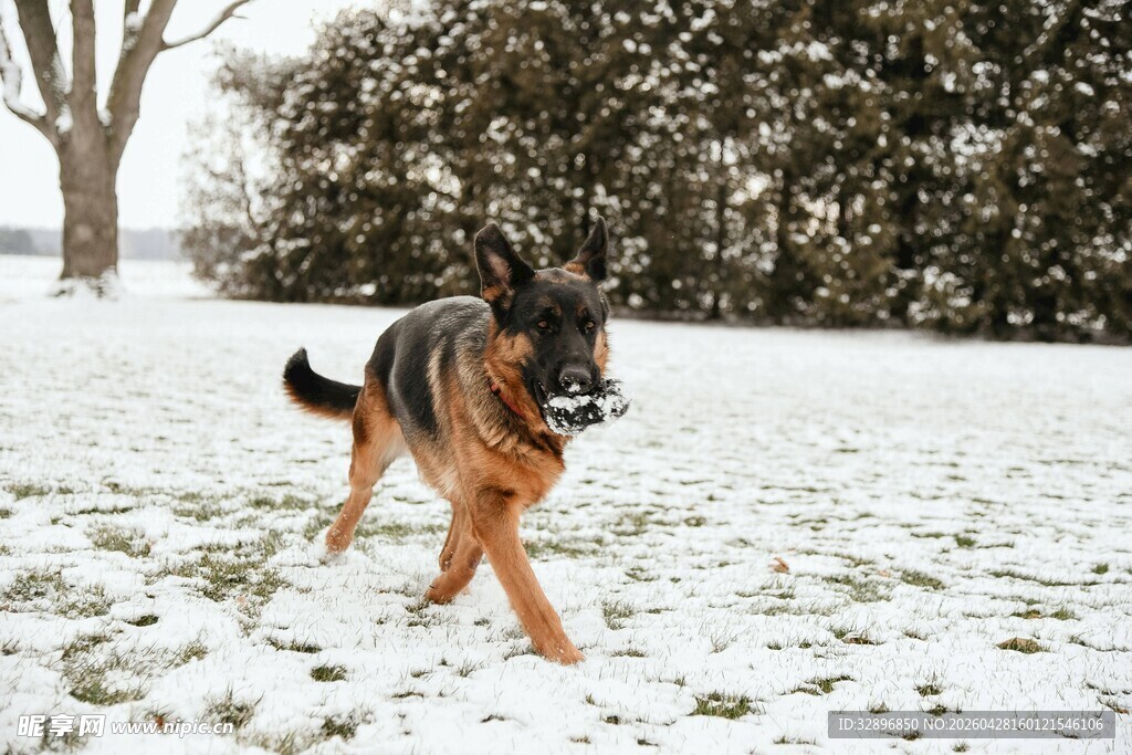 雪地中奔跑的德国牧羊犬