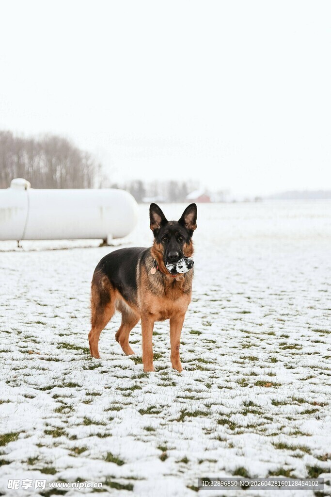 雪地中的德国牧羊犬