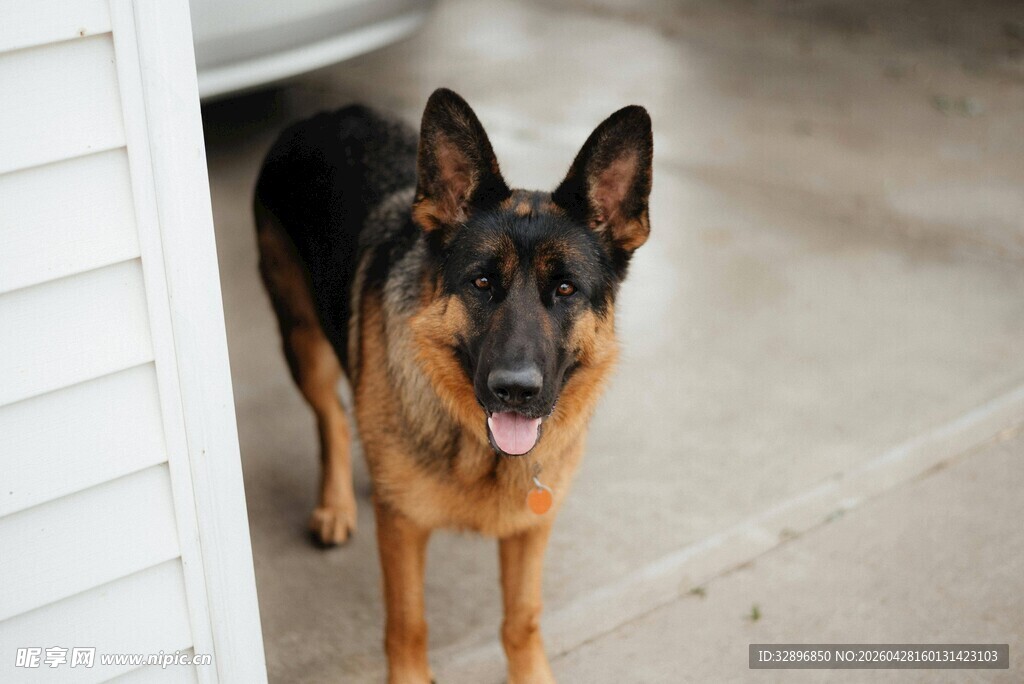 门口的德国牧羊犬