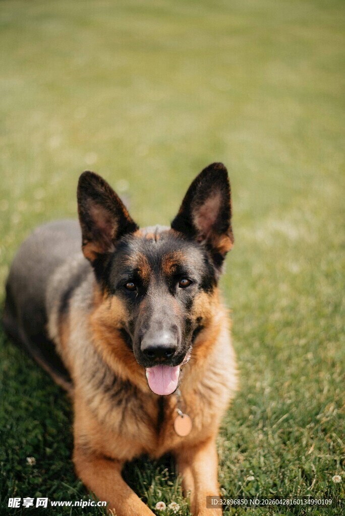 趴卧草地的帅气德国牧羊犬