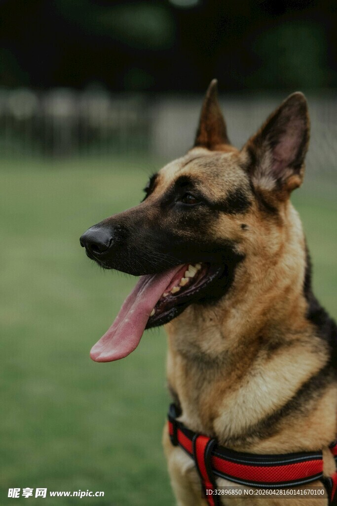 户外吐舌的帅气德国牧羊犬