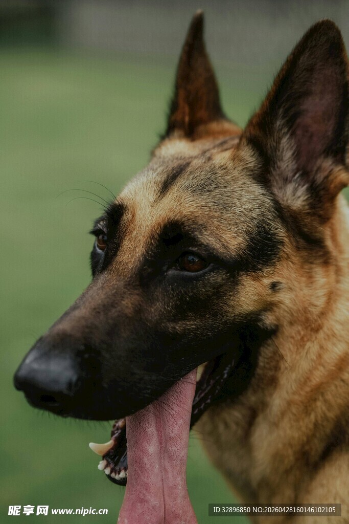 吐舌的德国牧羊犬