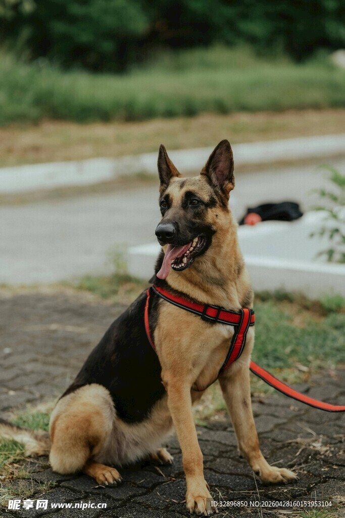 德国牧羊犬拴绳安静坐着