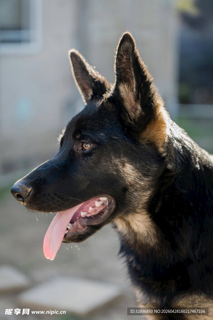 德国牧羊犬侧头吐舌瞬间