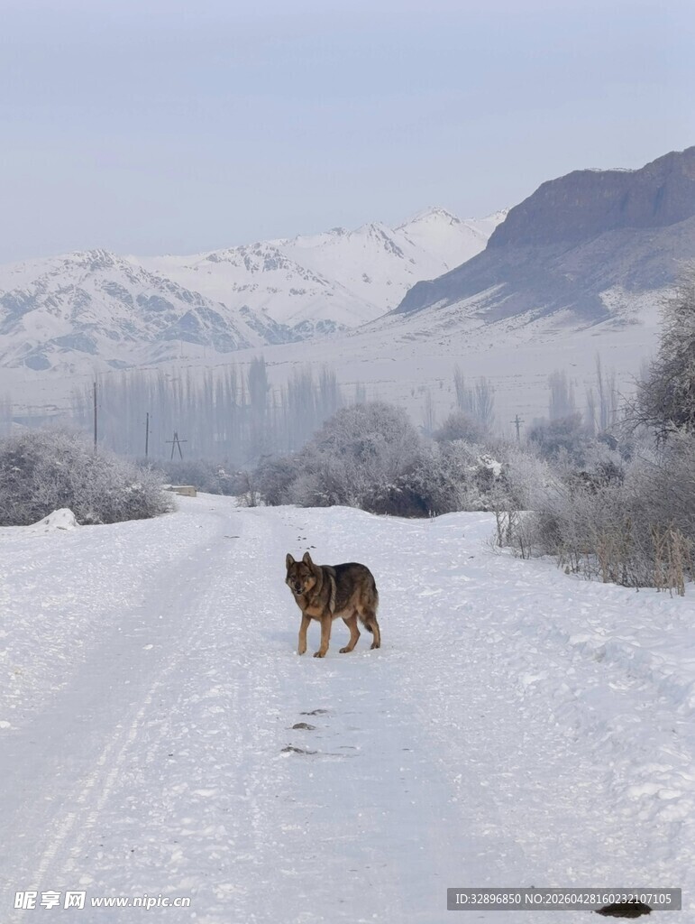 雪地中独行的两只狗狗