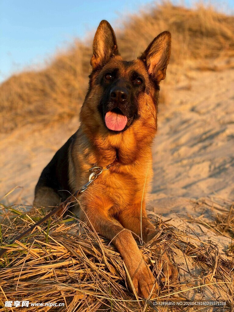 沙滩上的德国牧羊犬